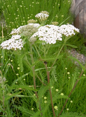 Biog Rtnerei Am Hirtenweg Achillea Millefolium