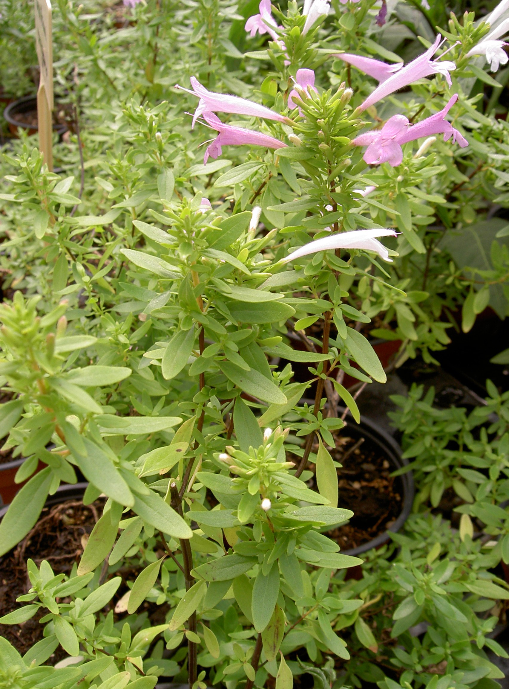 Biog Rtnerei Am Hirtenweg Poliomintha Longiflora