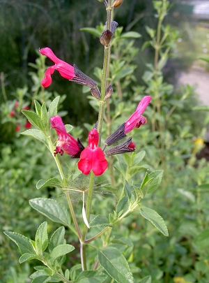 Biog Rtnerei Am Hirtenweg Salvia Greggii Cassis