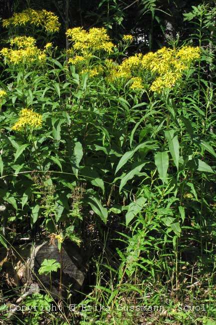 Biog Rtnerei Am Hirtenweg Senecio Ovatus