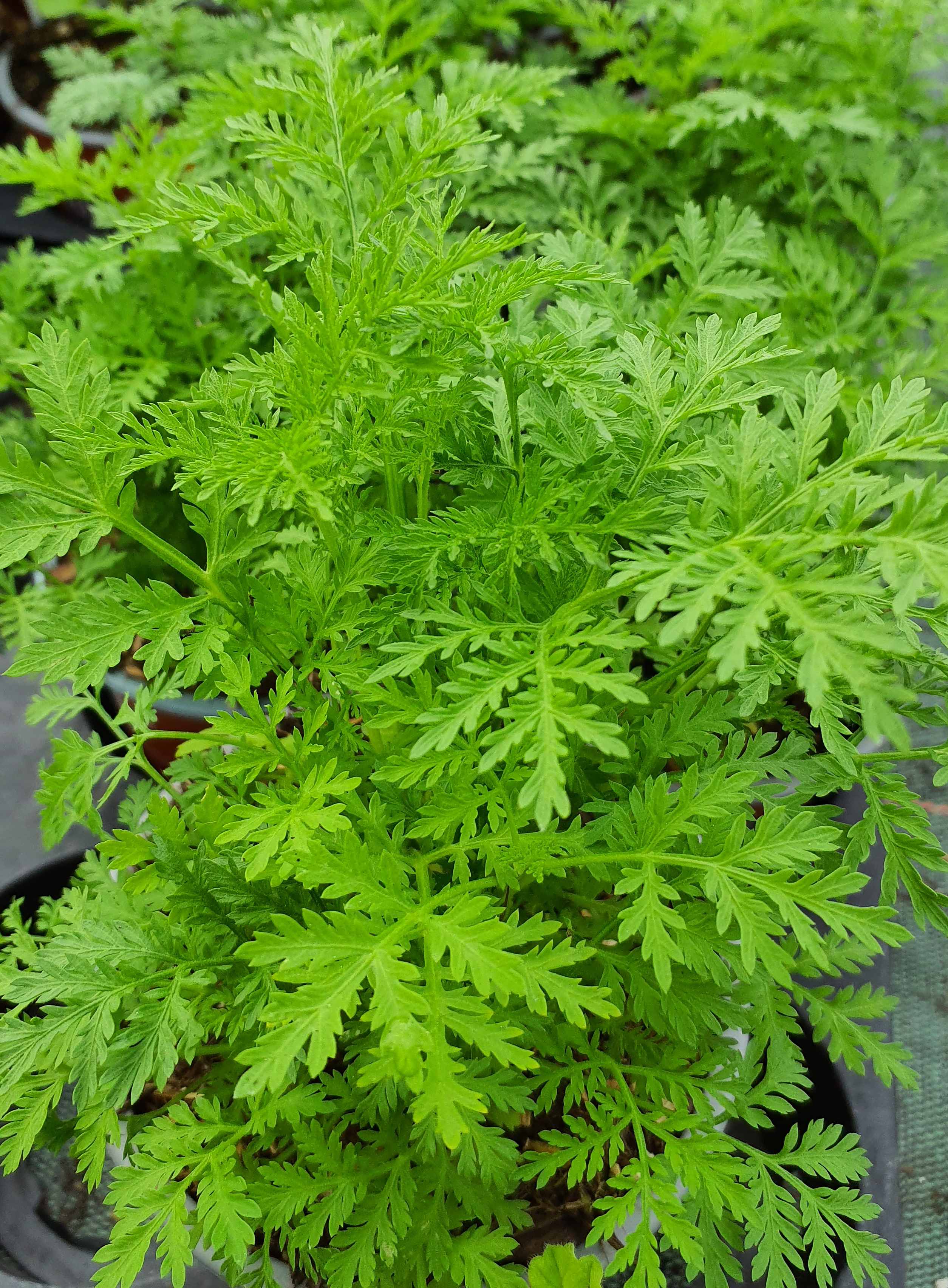 Biogärtnerei Am Hirtenweg Artemisia Annua 4163