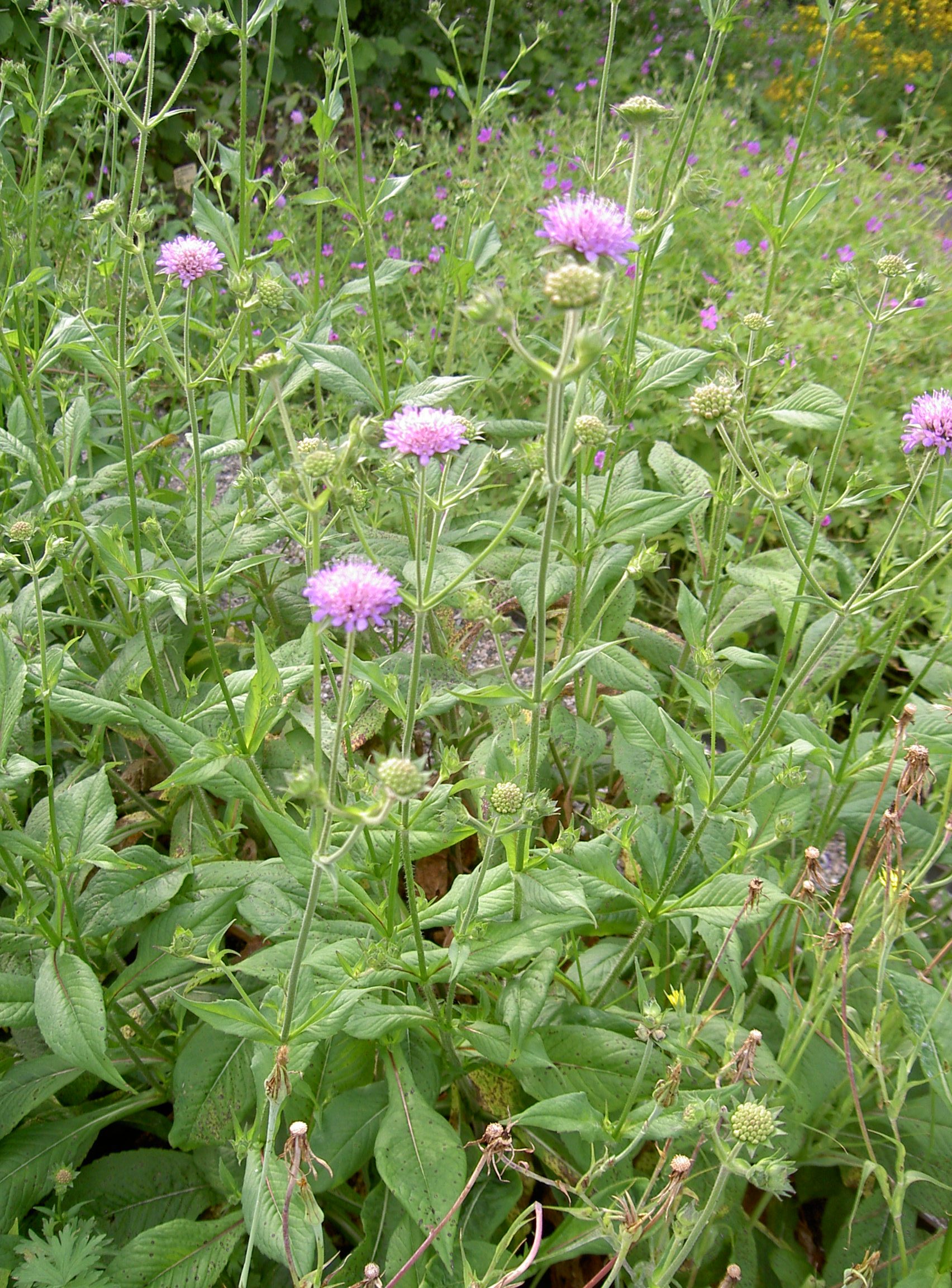 Biogärtnerei am Hirtenweg Knautia dipsacifolia