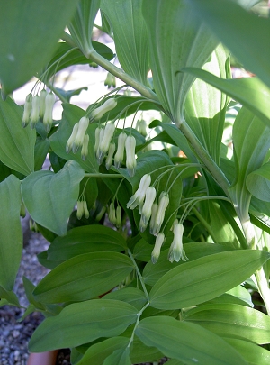 Biogärtnerei am Hirtenweg - Polygonatum multiflorum