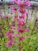 agastache-mexicana