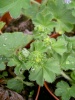 alchemilla