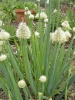 allium-fistulosum