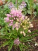 allium-lusitanicum