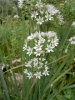 allium-tuberosum-2