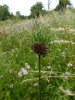 allium-vinealemo1