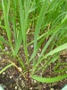 allium_obliquum