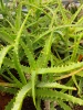 aloe_arborescens