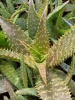 aloe_zebrinus