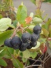 apfelbeere_aronia