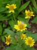 arnica-chamissonis