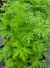 artemisia_annua_1