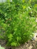 artemisia_annua_1466840316