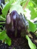 aubergine_black_beauty1