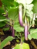 aubergine_pink_lady