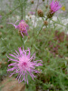 centaurea_stoebe