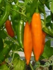 chili_aji_amarillo_