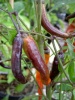 chili_buena_mulata