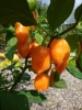 chili_habanero_orange