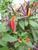 chili_maui_purple_41_20150107_173219