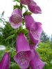 digitalis_purpurea