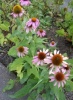 echinacea-purpurea