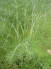 foeniculum_vulgare