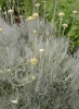 helichrysum_italicum