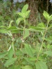 lippia_javanica