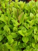 mentha_algerische_fruchtminze