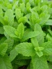 mentha_spec_nemerosa_mojito_ub