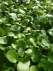 nasturtium_officinalisa