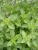 origanum_samotrake