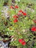 salvia_microphylla_maraschino