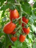 tomate_baselbieter_rteli