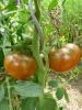 tomate_black_prince_1234567693