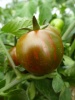 tomate_cherry_zebra_3_20150105_170544