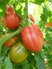 tomate_coeur_de_boeuf_d_albenga