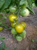 tomate_green_grappes