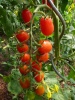 tomate_pomodilloa