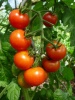 tomate_vesennij1