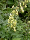 aconitum-vulparia