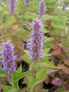 agastache-foeniculum