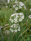 allium-tuberosum-2