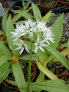 allium-ursinum