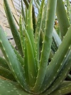 aloe_vera_1600758512