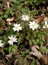 anemone-nemerosa